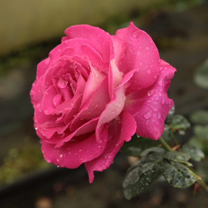 Baronne E. de Rothschild - trandafiri - www.ioanarose.ro